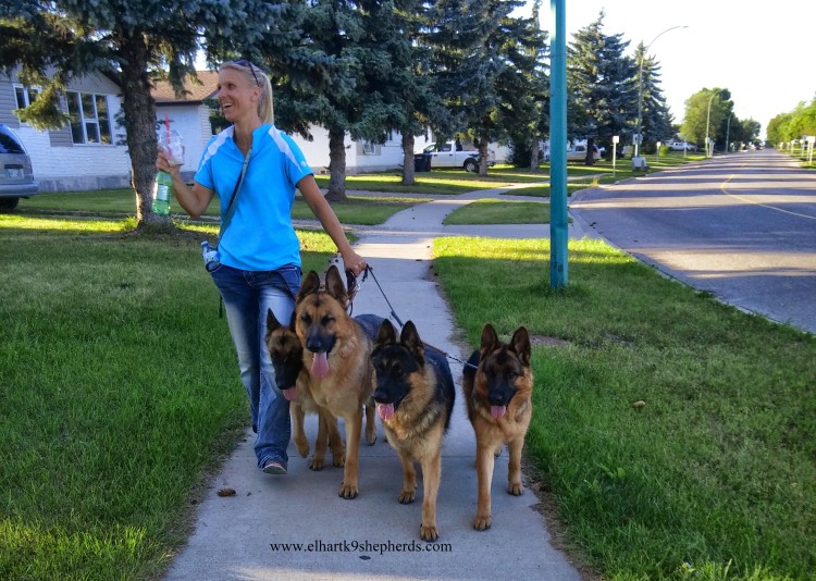 jemine walking dogs 2015